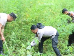 Ladang Ganja di Aceh Besar Dibongkar, 3.500 Batang Dimusnahkan