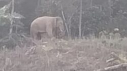 Warga Kapa Seusak Alami Patah Kaki Diinjak Gajah