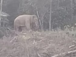 Warga Kapa Seusak Alami Patah Kaki Diinjak Gajah