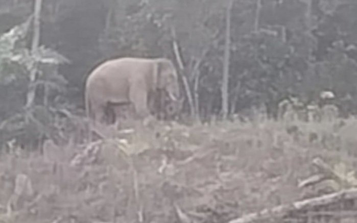 Warga Kapa Seusak Alami Patah Kaki Diinjak Gajah