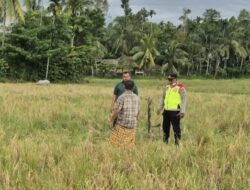 Diduga Tersambar Petir, Seorang Petani Ditemukan Meninggal di Sawah