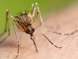 Kasus Malaria di Aceh Selatan Meningkat