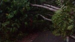 Pohon Tumbang Ganggu Jaringan PLN, Sejumlah Kecamatan di Aceh Tenggara Padam