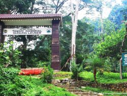 Kepala Desa Uning Pune Jadi Terdakwa Kasus Perambahan di TNGL