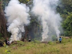 Kodam IM Musnahkan Ribuan Batang Ganja di Kawasan Lamteuba