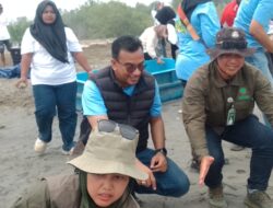 Pegadaian dan YSLI Lepasliarkan 300 Tukik Tuntong Laut di Aceh Tamiang