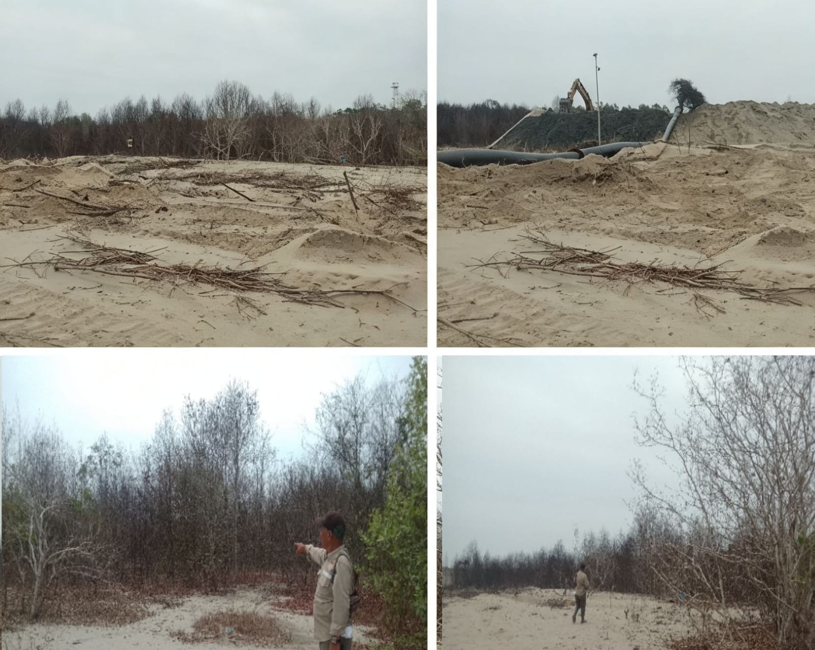 Tertimbun Pasir Hasil Pengerukan, 4 Hektar Mangrove di Pusong Kapal Mati