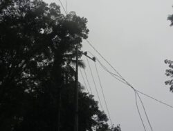 Jaringan PLN Tertimpa Pohon Pinang, Tiga Kecamatan Listrik Padam