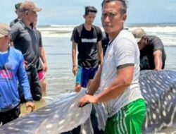 Hiu Paus 5 Meter Mati Terdampar di Pantai Lama Tuha Abdya