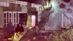 Rumah tertimpa pohon