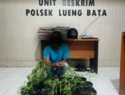 Tanam Ganja di Pekarangan Rumah, Pria di Banda Aceh Diamankan Polisi
