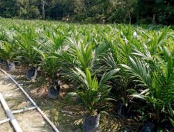 Kejari Periksa 33 Saksi Terkait Dugaan Korupsi Pengadaan Bibit Sawit di Pidie Jaya