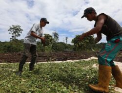 Harga Minyak Nilam di Aceh Jaya Naik Hingga Rp1,8 Juta/Kg