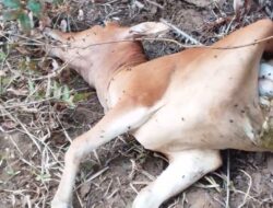 Banyak Ternak Dimangsa Harimau, Warga Minta BKSDA Turun Tangan