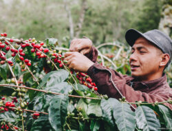 Dekopinda Aceh Tengah Usulkan Batam Jadi Hub Perdagangan Kopi Gayo