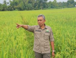 16.283 Hektare Sawah Rusak Berat di Aceh Menunggu Pemulihan