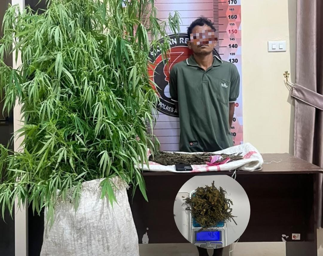 Tanam Ganja di Kebun, Pria di Aceh Tenggara Diamankan Polisi