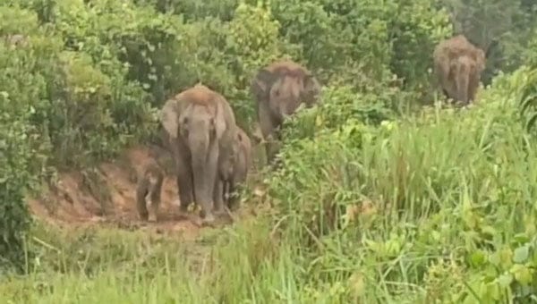 Gajah Liar Rusak Rumah Warga, Pemkab Bener Meriah Tetapkan Tanggap Darurat