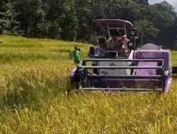 Bulog Beli Gabah Petani Simeulue Rp6.500 per Kilogram